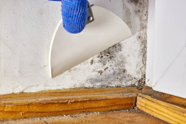 Best Mold-Related Health Consultation  in Mccrory, AR